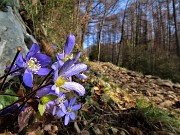 12 Festa di fiori sui sentieri al Monte Zucco - Hepatica nobilis (Erba trinita)